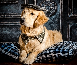 Poduszka, Czapka, Pies, Golden retriever