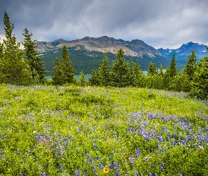 Park Narodowy Glacier, Montana, Kwiaty, Stany Zjednoczone, Łubin, Łąka, Góry, Jezioro Two Medicine Lake, Drzewa