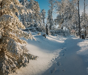 Śnieg, Ślady, Las, Drzewa, Zima