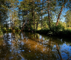 Drzewa, Staw, Zielone