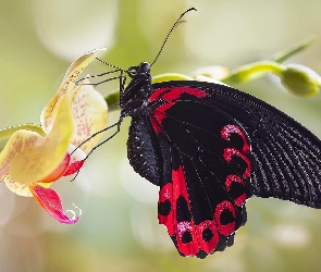 Makro, Storczyk, Motyl, Czarny, Czerwony Mormon, Papilio Rumanzovia