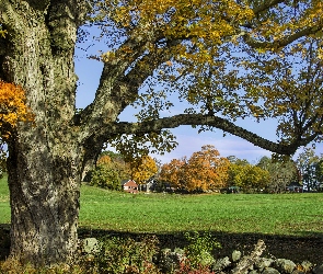 Kamienie, Łąka, Jesień, Drzewa