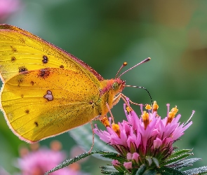 Żółty, Grafika, Kwiat, Różowy, Motyl