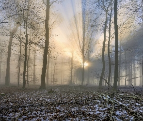Przebijające światło, Drzewa, Las, Śnieg