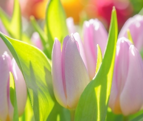 Tulipany, Zbliżenie, Bladoróżowe