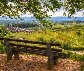 Vogtsburg, Kaiserstuhl, Ławka, Niemcy, Winnice, Drzewo, Pola