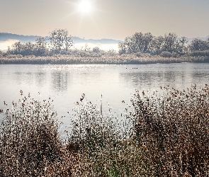 Poranek, Mgła, Jezioro, Trzcina