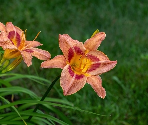 Pomarańczowe, Liliowce, Kwiaty, Lilie