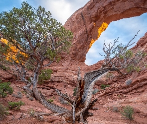 Drzewo, Stany Zjednoczone, Utah, Park Narodowy Arches, Skała