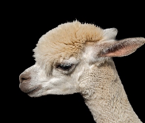 Alpaka, Profil