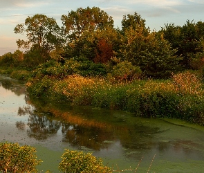Stan Iowa, Rośliny, Prairie Rose Lake, Stany Zjednoczone, Krzewy, Jezioro, Drzewa
