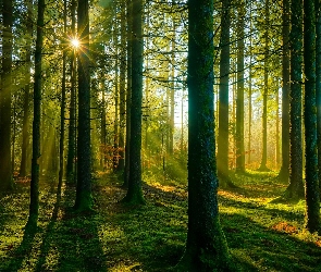 Promienie słońca, Drzewa, Las, Omszałe