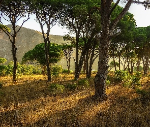 Polana, Las, Drzewa