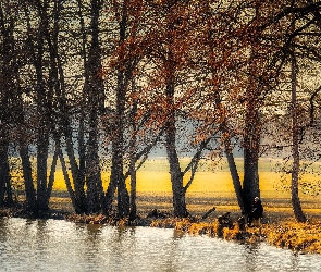 Pole, Rzeka, Jesień, Drzewa
