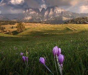 Sassolungo, Krokusy, Księżyc, Góry, Dolina, Włochy, Płaskowyż, Dolomity, Domy, Seiser Alm, Łąka, Drzewa, Val Gardena, Drewniane, Kwiaty