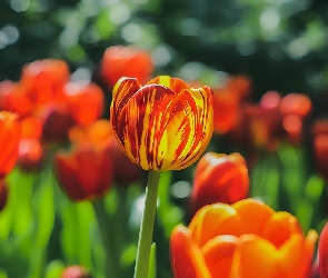 ŻóŁto-czerwony, Tulipan