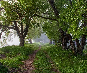 Ścieżka, Zieleń, Mgła, Trawa, Drzewa