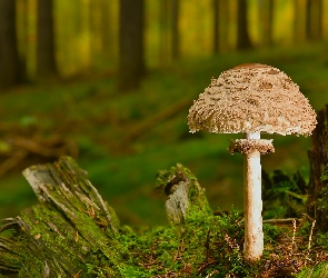 Ściółka, Mech, Grzyb, Las