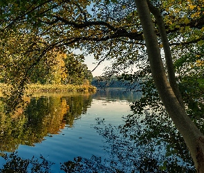 Szuwary, Gałęzie, Jezioro, Drzewa