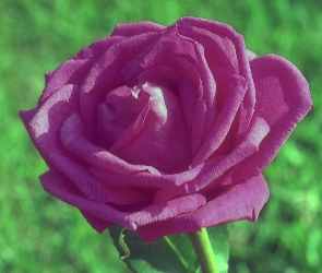 Róża, Liliowa
