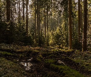 Drzewa, Dzień, Słoneczny, Kałuża, Las