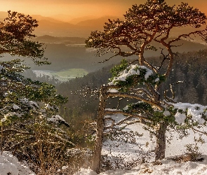Zima, Śnieg, Drzewa, Lasy, Góry