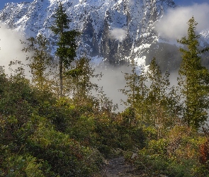 Drzewa, Stan Waszyngton, Mount Index, Stany Zjednoczone, Góry Kaskadowe, Góra, Rośliny, Ścieżka, Ośnieżona