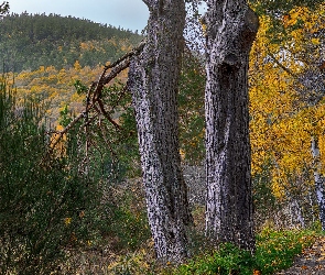 Park Narodowy Cairngorms, Brzozy, Góry Cairngorm, Szkocja, Sosny, Jesień, Drzewa