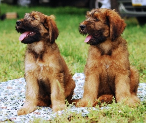 Owczarek francuski Briard, szczenięta