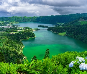 Hortensje, Azory, Sete Cidades, Portugalia, Wyspa Sao Miguel, Lasy, Jezioro Azul, Jezioro Verde, Góry