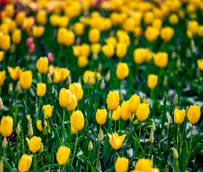 Żółte, Liście, Kwiaty, Płatki, Tulipany
