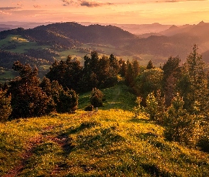 Góry, Drzewa, Polana, Małe Pieniny, Polska