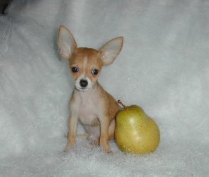 Chihuahua, Gruszka