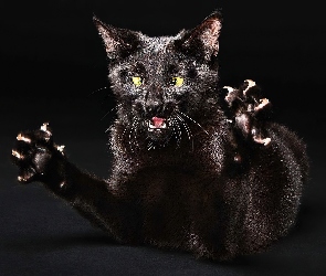 Czarny, Kotek, Wściekły