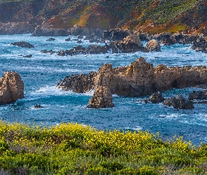 Big Sur, Rośliny, Wybrzeże, Skały, Kalifornia, Morze, Stany Zjednoczone, Park Stanowy Garrapata