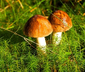 Dwa, Ściółka, Mech, Borowiki, Grzyby