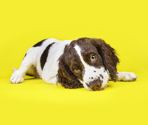 Szczeniak, Springer spaniel walijski, Leżący