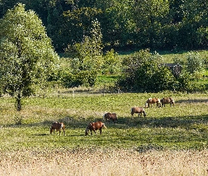 Pastwisko, Łąka, Konie, Drzewa