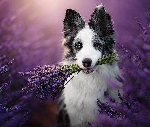 Pies, Lawenda, Border collie