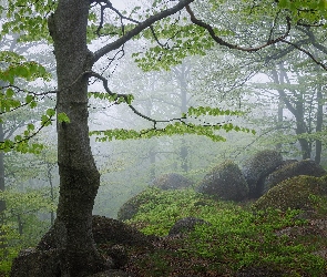 Mgła, Kamienie, Las, Drzewa