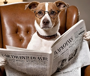 Fotel, Gazeta, Pies, Grafika, Jack Russell terrier, Okulary