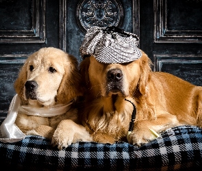 Poduszka, Szal, Psy, Dwa, Golden retriever, Czapka