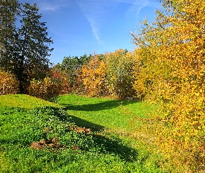 Dzień, Słoneczny, Las, Jesień, Drzewa, Polana