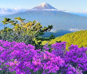 Iglaki, Japonia, Kwiaty, Fioletowe, Góra Mitsutogeyama