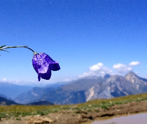 Dzwonek, Góry, Kwiat