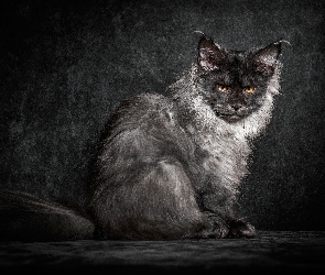 Puszysty, Spojrzenie, Maine coon, Kot, Żółtooki