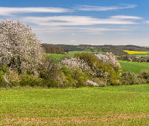 Pole, Wiosna, Drzewa, Okwiecone, Łąka