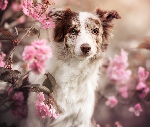 Kwiaty, Różowe, Pies, Border collie