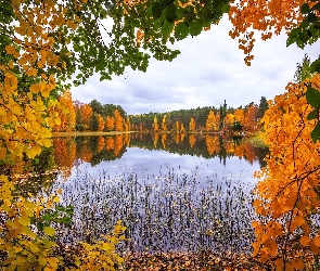 Szuwary, Drzewa, Jezioro, Jesień