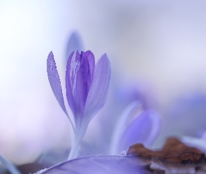 Kwiat, Krokus, Zbliżenie, Liliowy